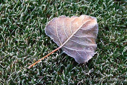 Frosty Leaf_23194.jpg - On equally frosty grass. Photographed near Lindsay, Ontario Canada.